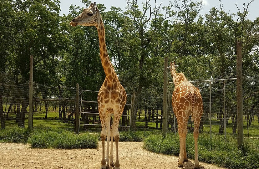 Bayou Wildlife Zoo, Bayou Wildlife Zoo Alvin, Alvin Zoo