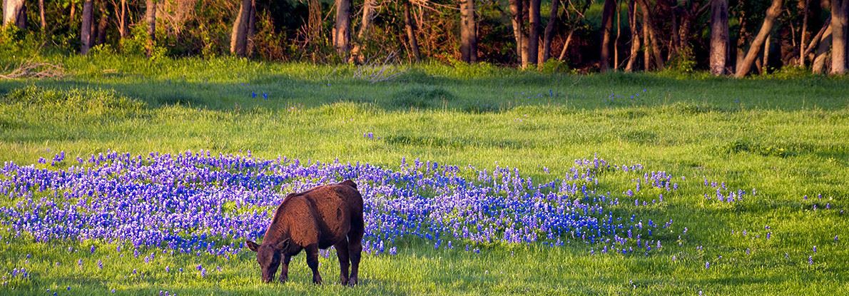 Brazoria Texas