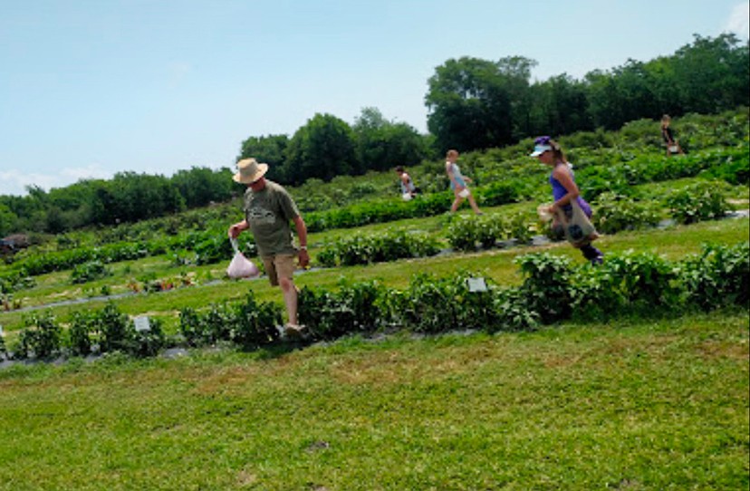 Dickinson Fruit N Such Orchard